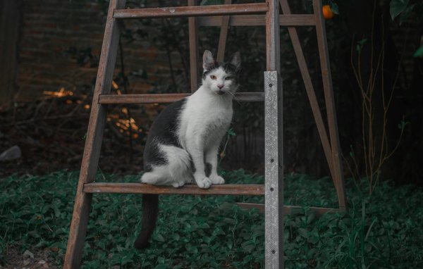 Quali tecniche di mindfulness possono aiutarmi a controllare le porzioni durante i pasti?